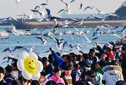 EcoChinaCHINASHANDONGQINGDAOSCENERYSEAGULLS CN