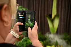 AUSTRALIA SYDNEY CORPSE FLOWER