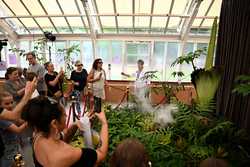 AUSTRALIA SYDNEY CORPSE FLOWER