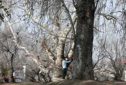 INDIA KASHMIR CHINAR TREES