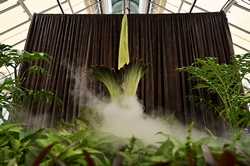 AUSTRALIA CORPSE FLOWER