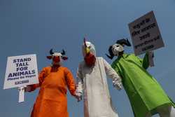 INDIA PETA PROTEST