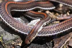 SINGAPOREPARKSNAKES