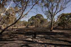 AUSTRALIA BUSHFIRES VICTORIA