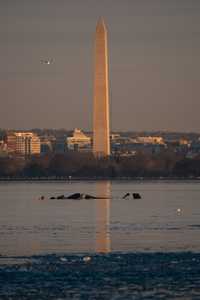 USA WASHINGTON DC AIRPLANE CRASH