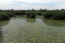 SRI LANKACOLOMBOBEDDAGANA WETLAND PARKSCENERY