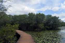 SRI LANKACOLOMBOBEDDAGANA WETLAND PARKSCENERY