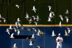 MEXICO BASEBALL