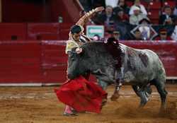 MEXICO BULLS