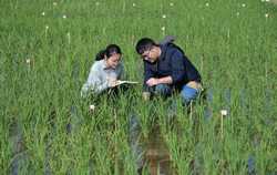 CHINAHAINANSANYAAGRICULTURAL RESEARCHERSSEED CN