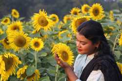 BANGLADESHFARIDPURSUNFLOWERBLOOMING