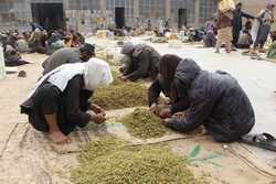 AFGHANISTAN DRIED FRUITS