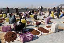 epaselect AFGHANISTAN DRIED FRUITS