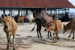 INDONESIA LIVESTOCK MARKET