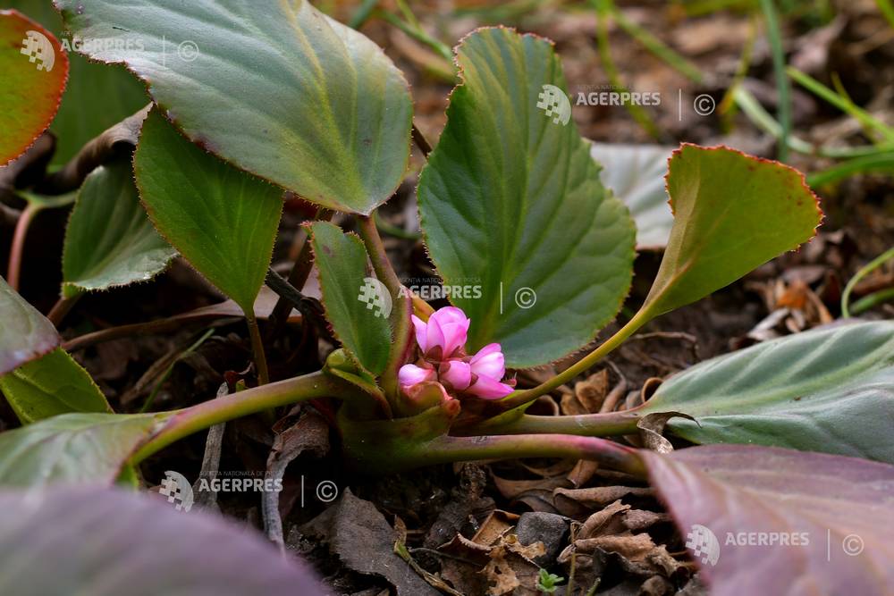 CRAIOVA - PLANTE GRADINA